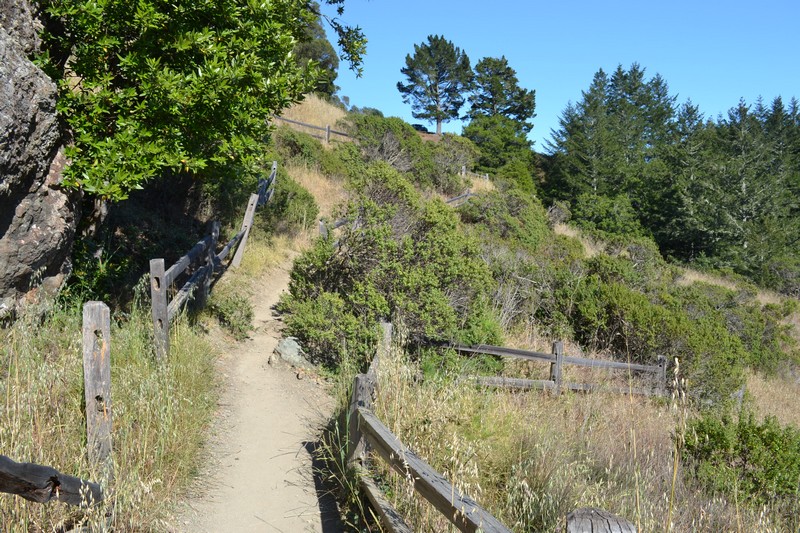 San Francisco, Californie, Muir Wood, parc