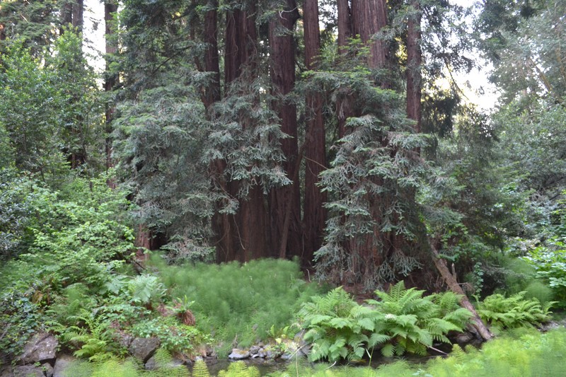 San Francisco, Californie, Muir Wood, parc