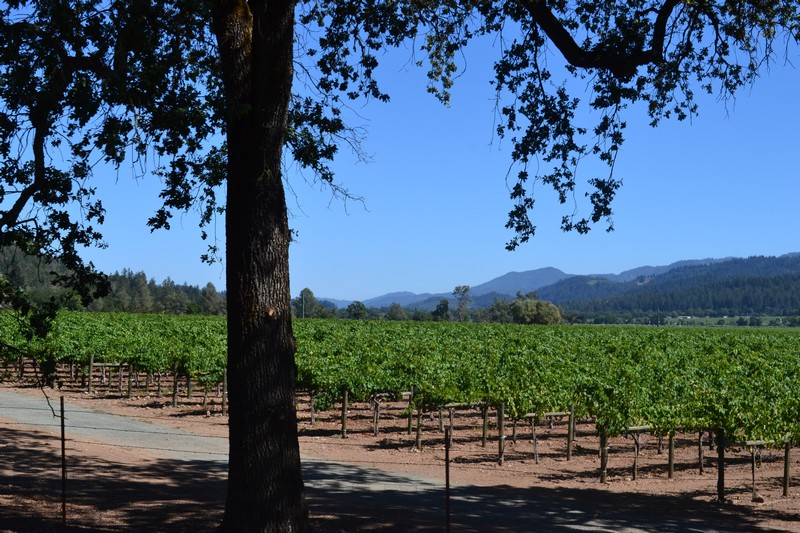 Napa Valley, vignoble, vin, californie, calistoga