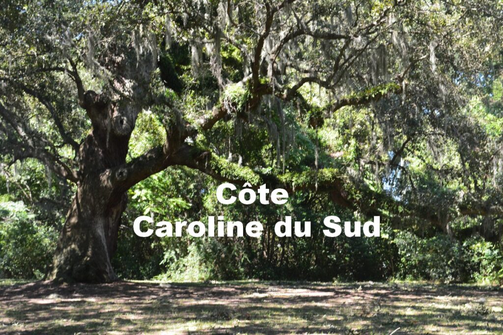 Chêne Caroline du Nord