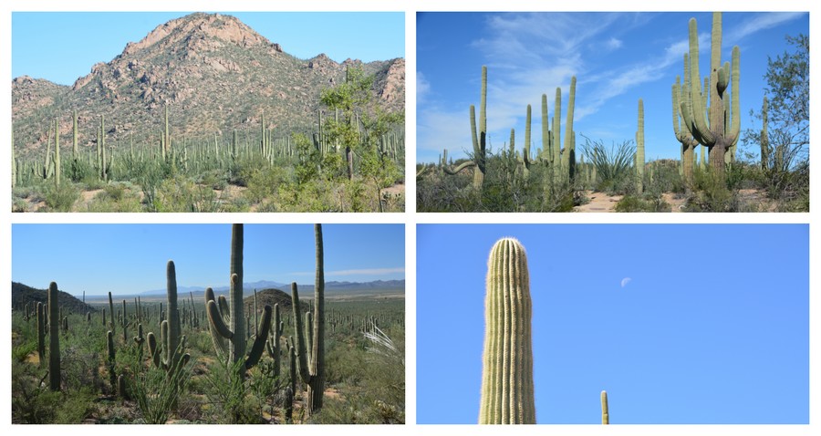 Les cactus de Saguaro Nationa Park