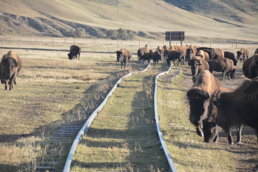 Bisons Wyoming