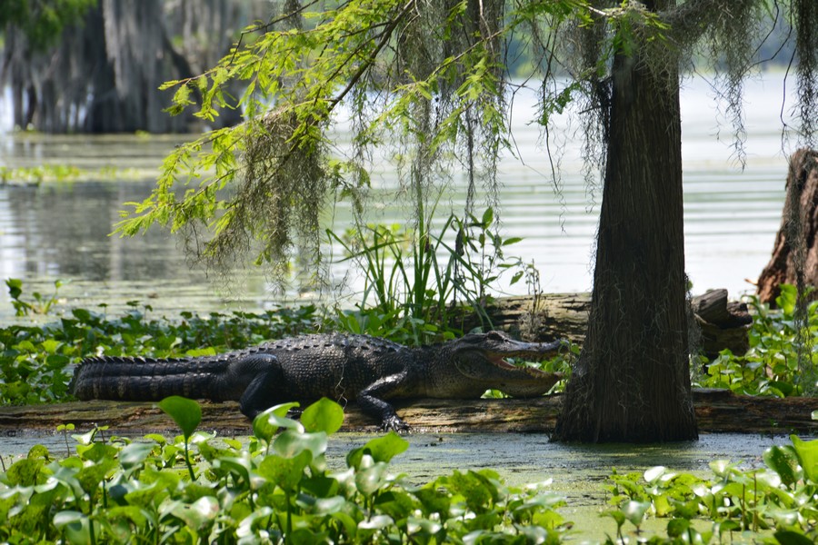 alligator lac martin