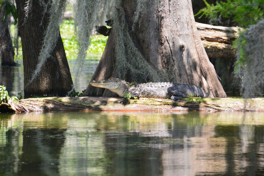 alligators bayous louisiane