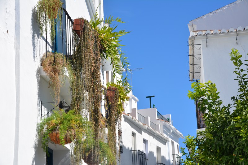 Plantes et fleurs villages blancs Andalousie