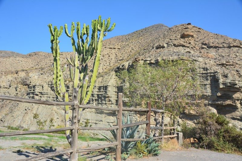 Cactus désert Tabernas