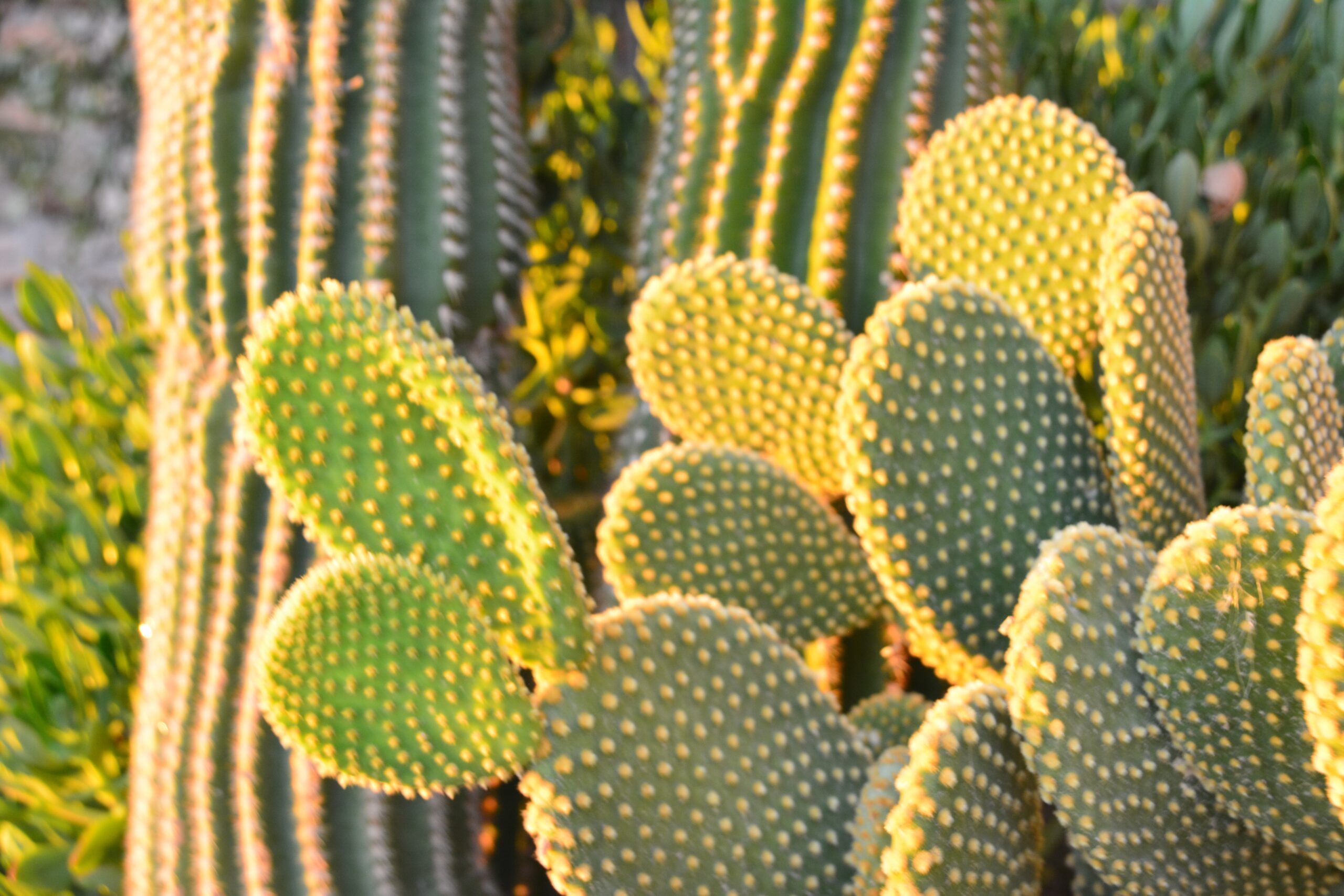 cactus cueva torriblanco