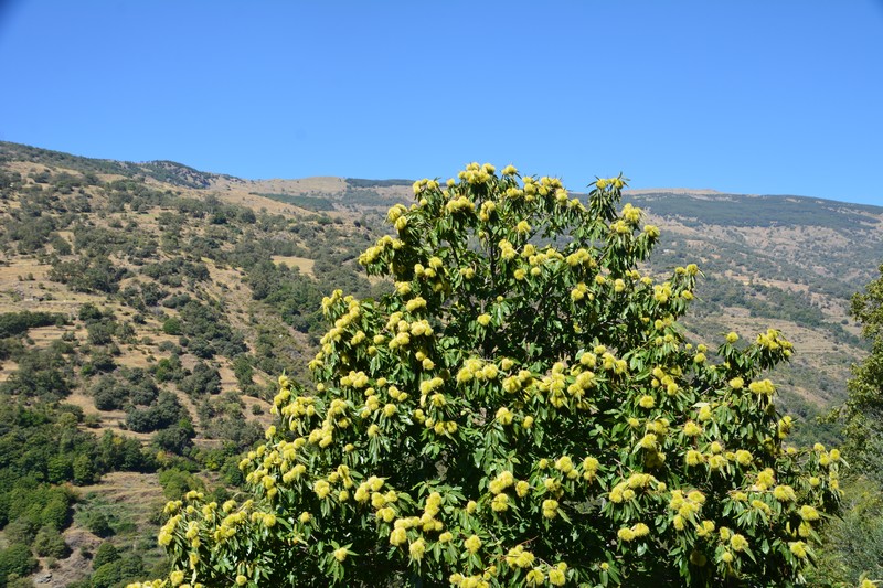 Végétation Pampaneira