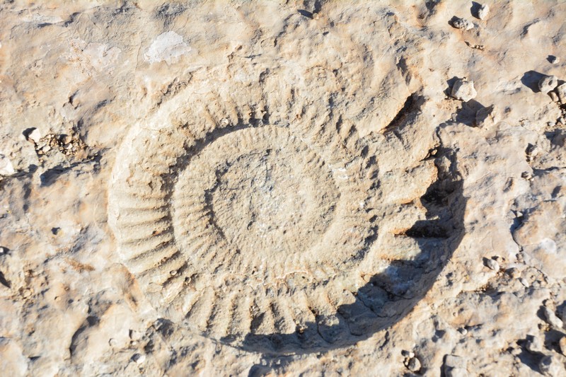 fossile Parc Torquald Antequera