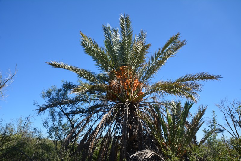 palmiers Big Bend