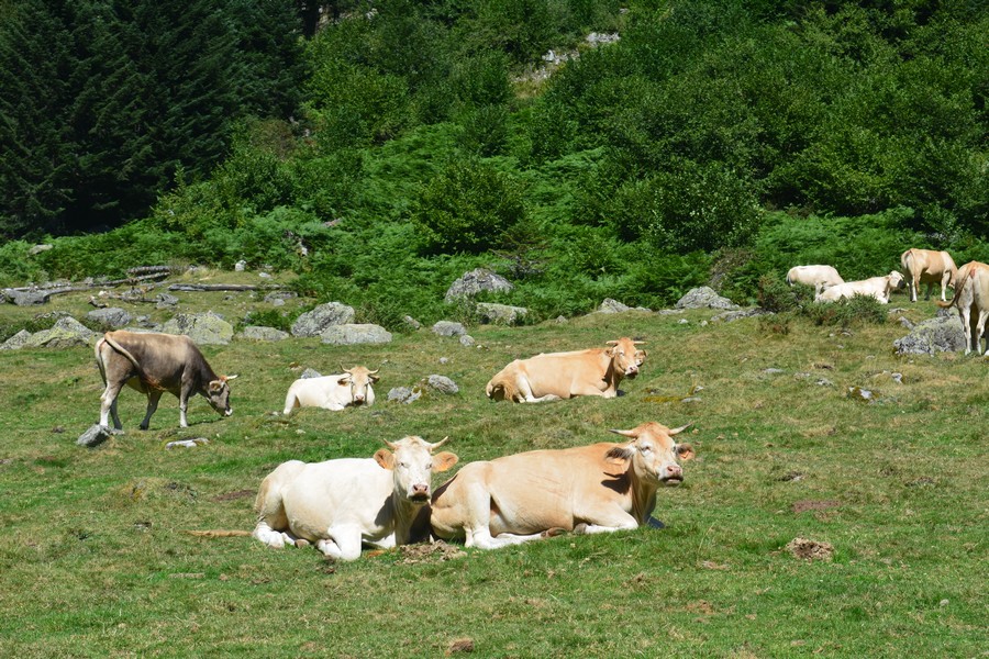 troupeaux bovins Pyrénées