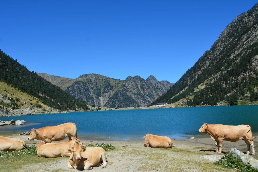 vaches du lac de Gaube
