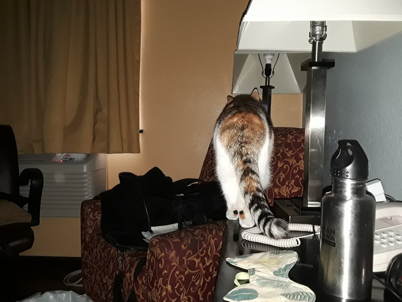chat au motel