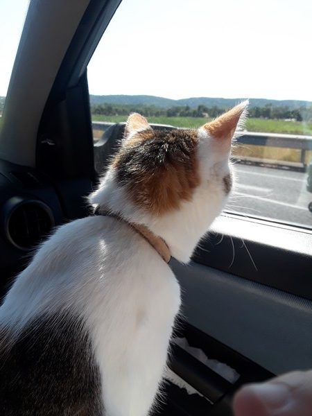 chat en voyage en voiture