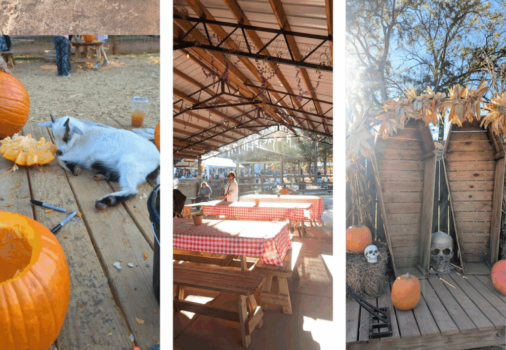 pumpkin patch Caroline du Nord