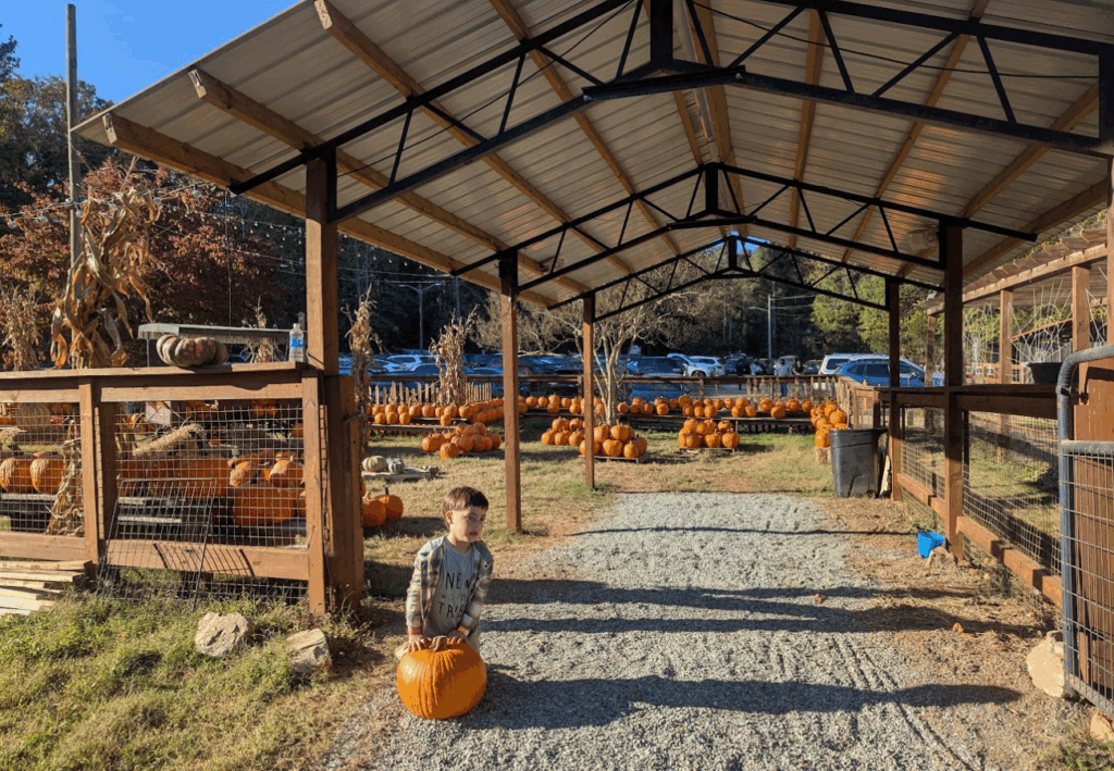 pumpkin patch Caroline du Nord