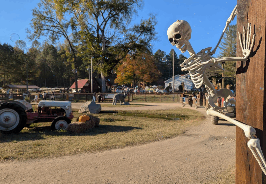 pumpkin patch Caroline du Nord