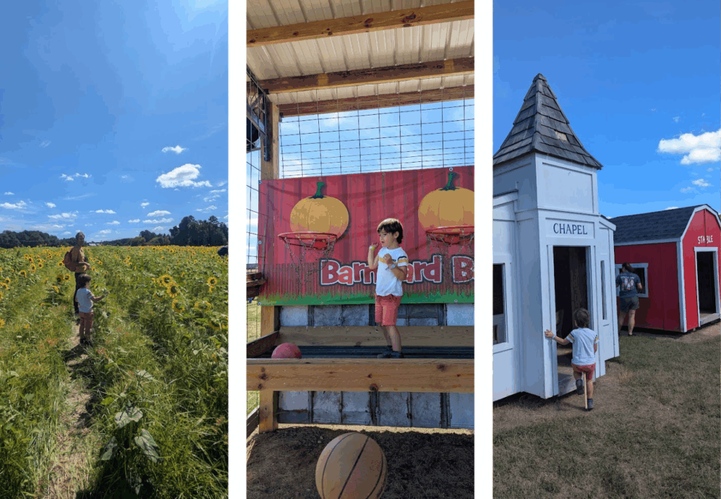 pumpkin patch Caroline du Nord