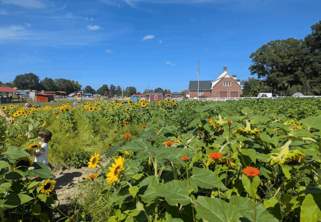 pumpkin patch Caroline du Nord