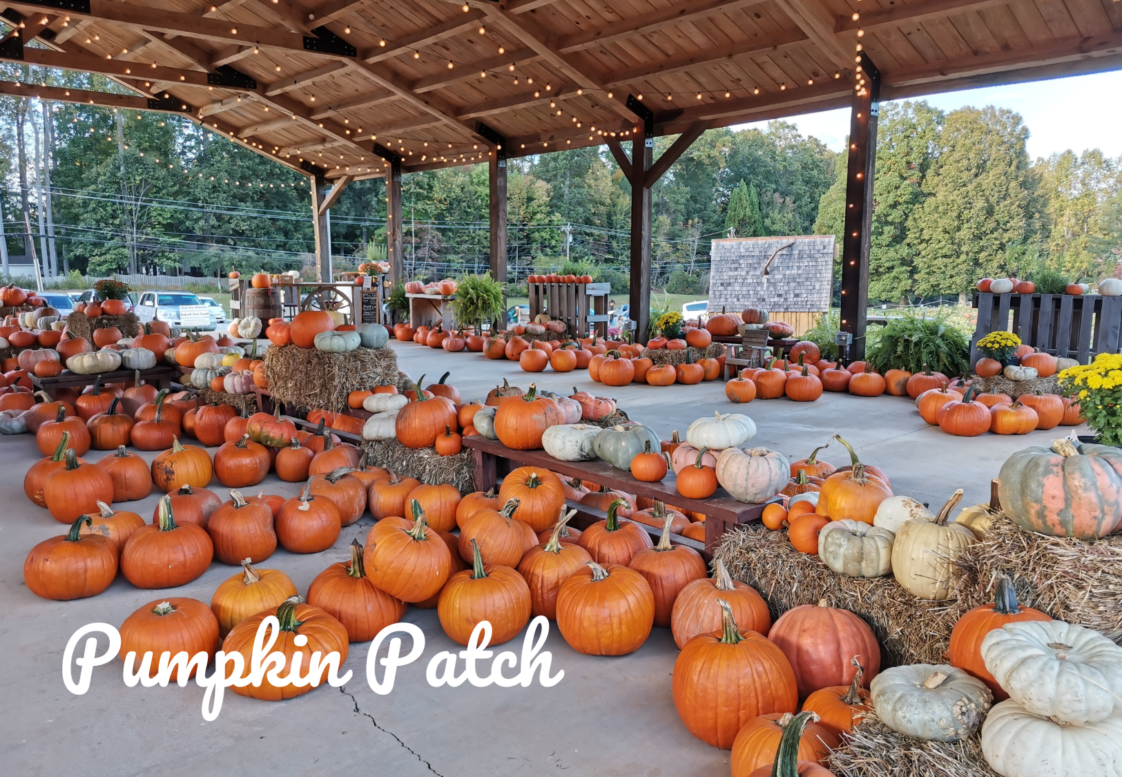 Pumpkin patch Durham NC