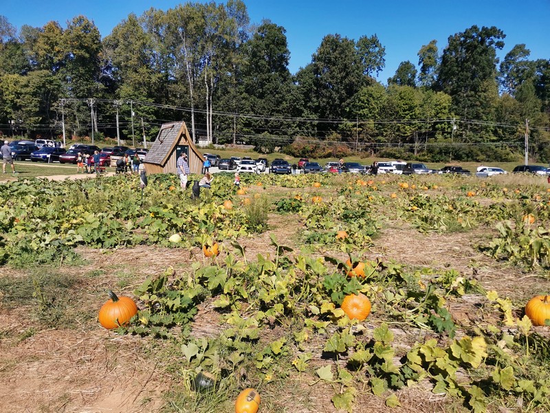 pumpkin patch Durham NC