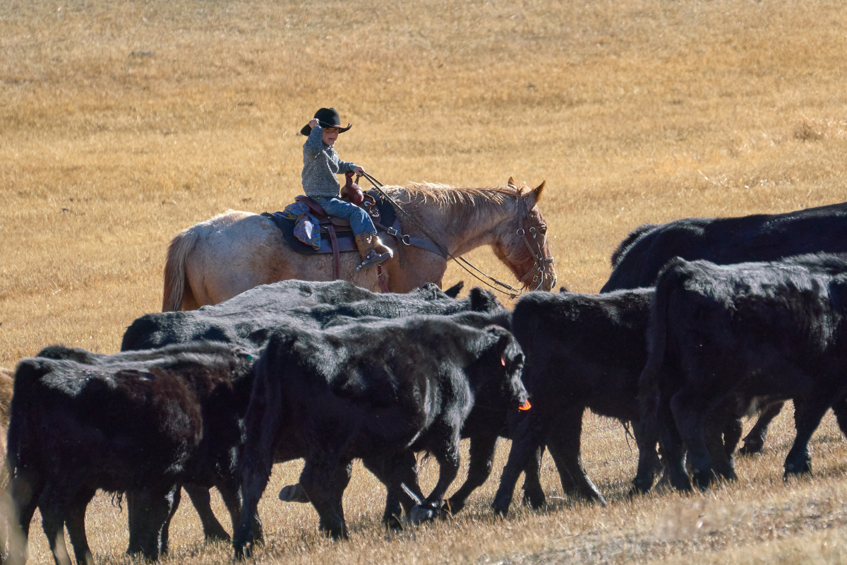 Un Ranche Dénicher les plus beaux séjours en ranch aux Etats-Unis - Travels & Me