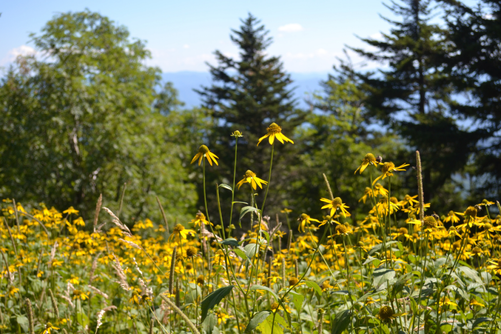 visite parc national des Smoky Mountains