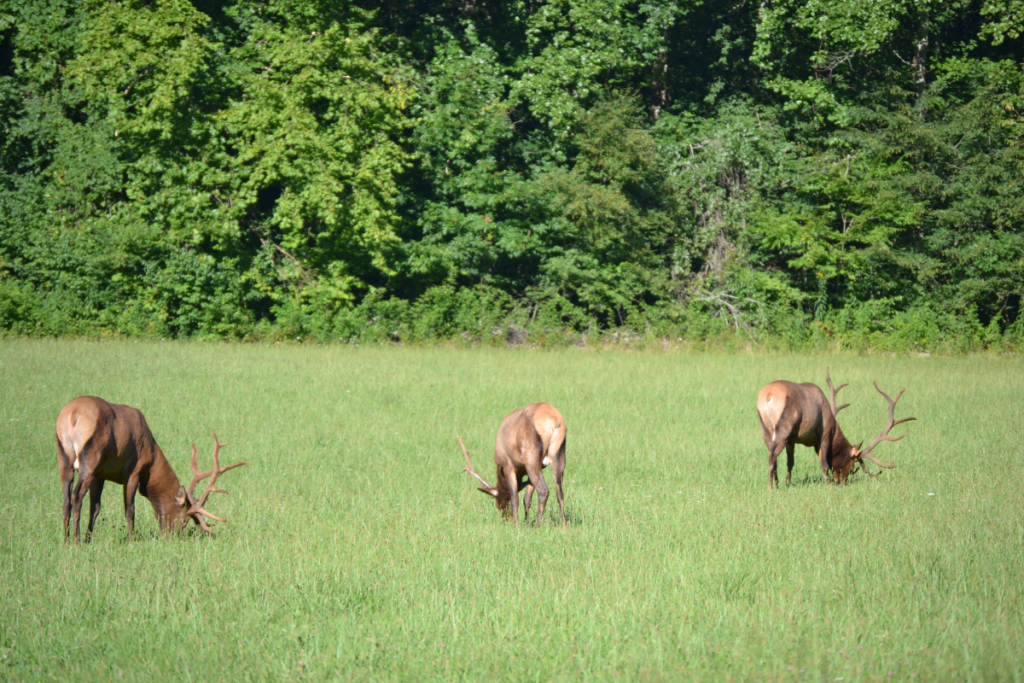 visite parc national des Smoky Mountains