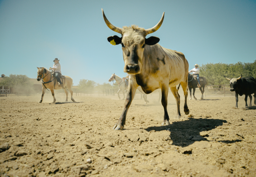 bétail dans un ranch de l'ouest américain