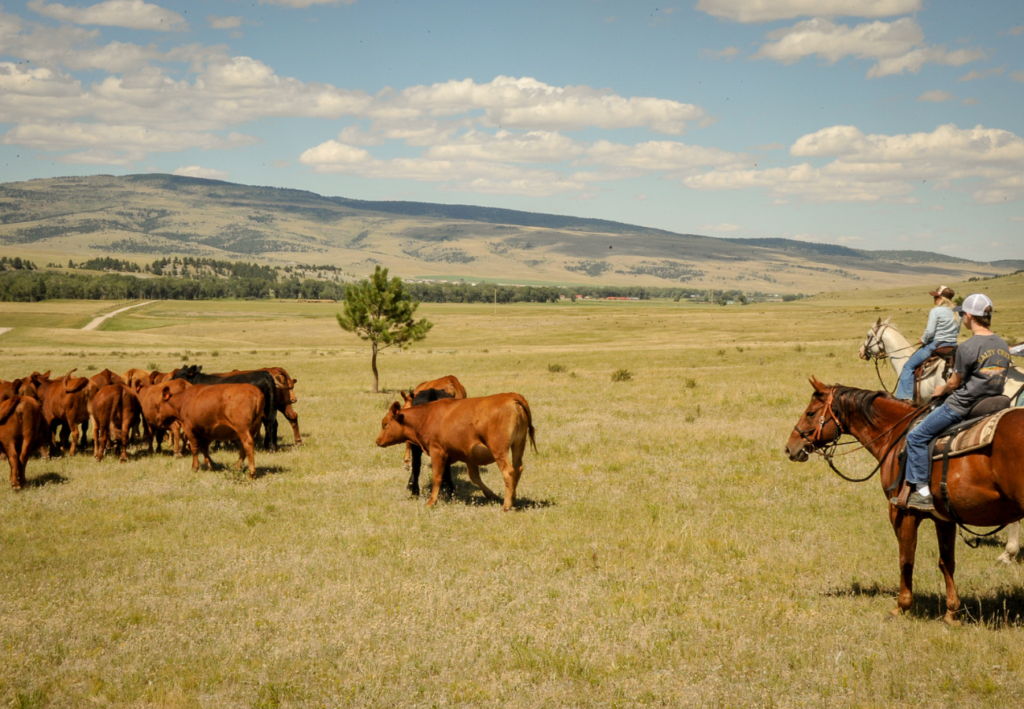 Tri du bétail ranch américain