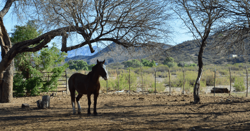 Cheval dans un ranch américain