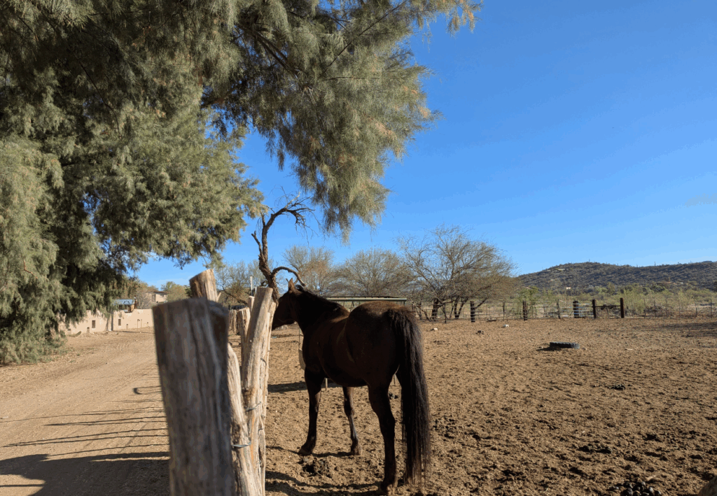 séjour dans un ranch américain