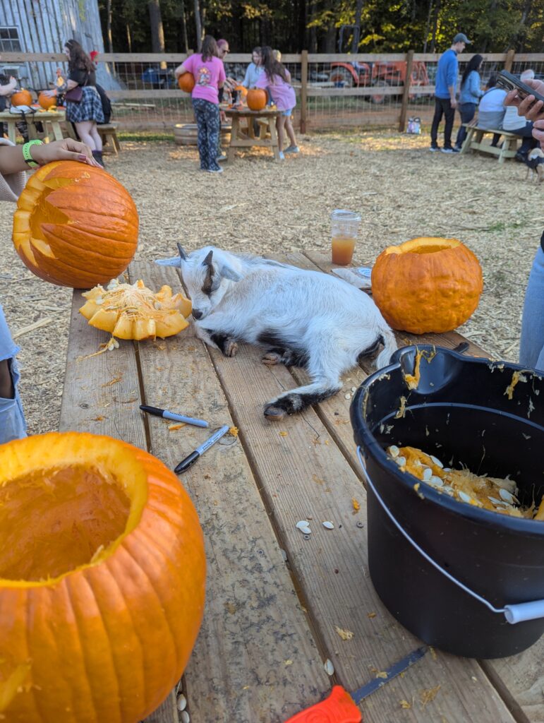 Spring Haven Farm Fall