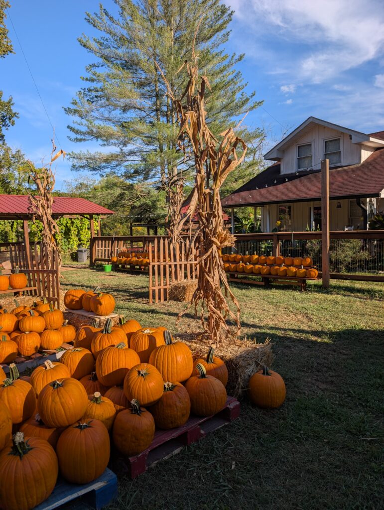 Spring Haven Farm Fall